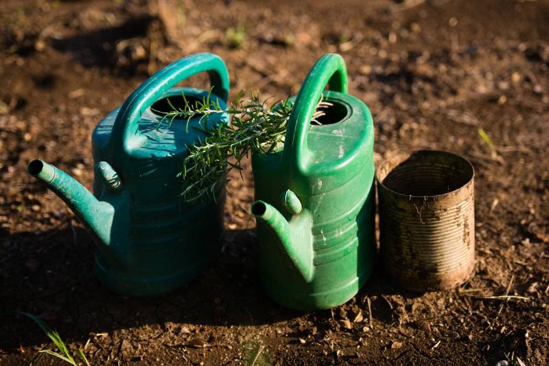 GettyImages-484947564 On August 13, 2015, watering cans and a bunch of rosemary are pictured.