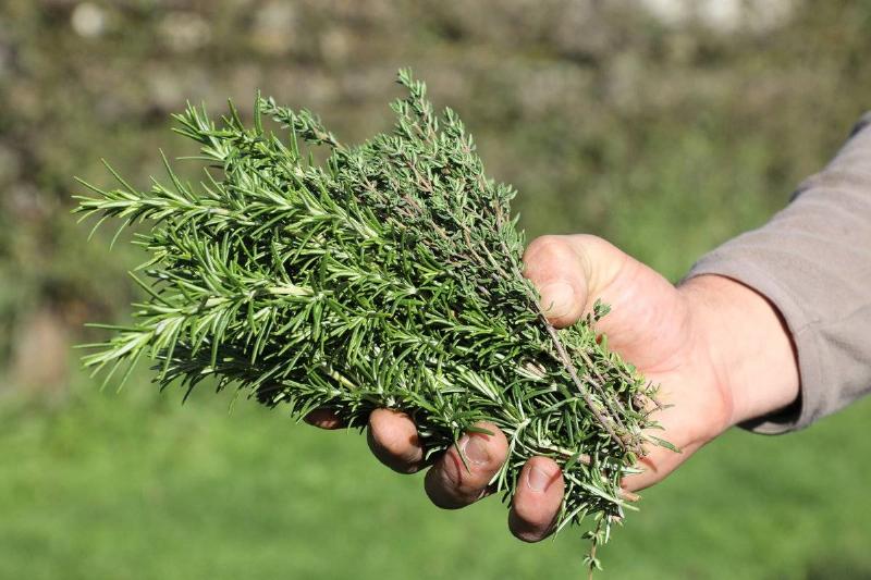 GettyImages-863797774 a gardener displays thyme and rosemary aromatic plants at the royal kitchen garden in Versailles, on October 20, 2017