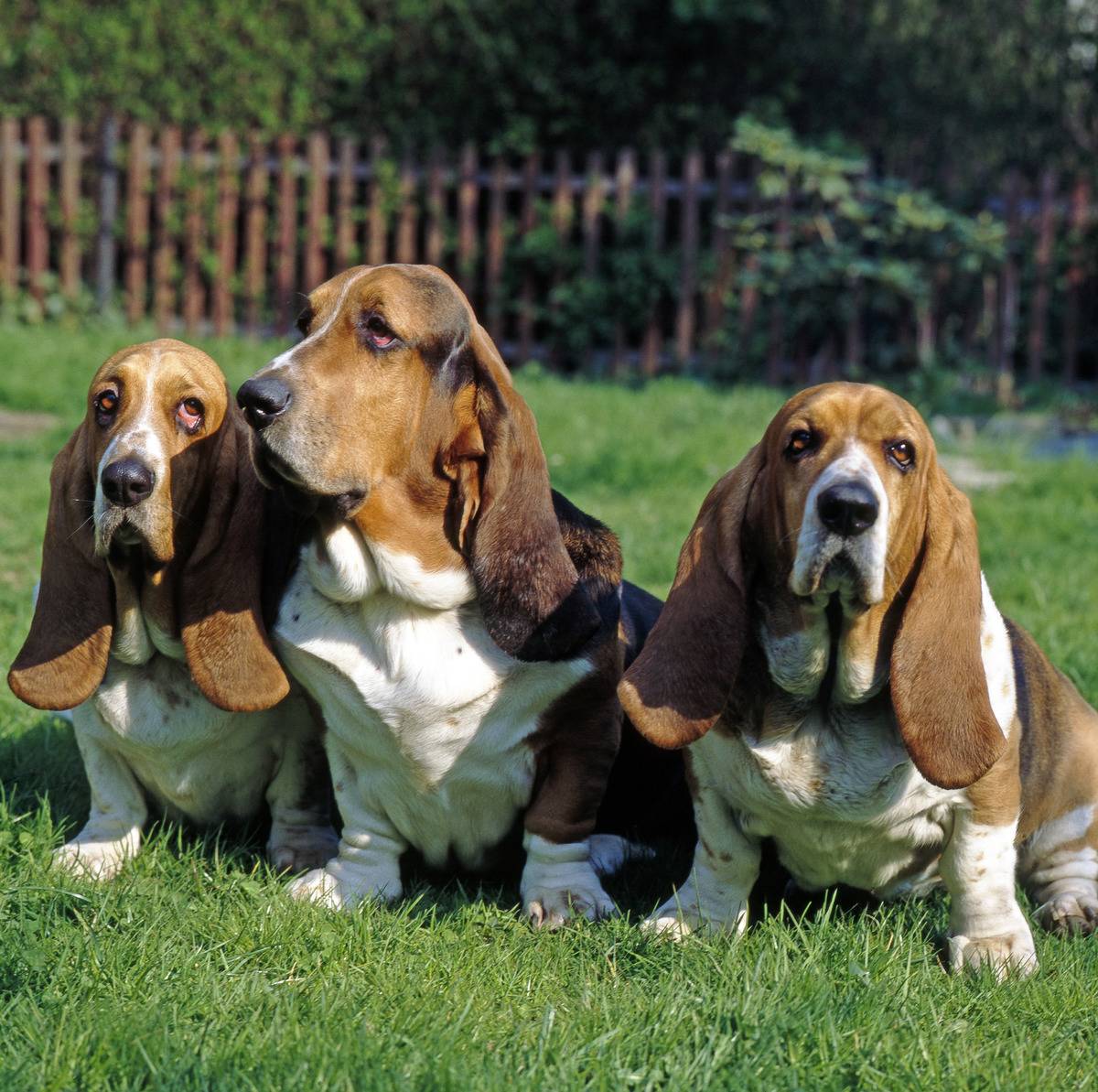 BassetHound