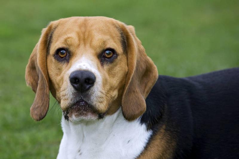 Beagle