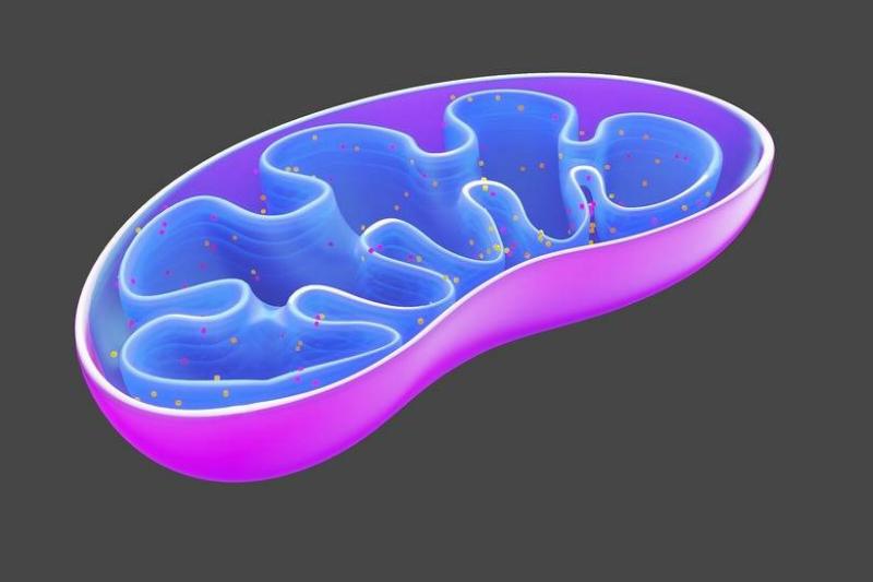 mitochondria A diagram portrays the mitochondria.