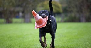 Dog Breeds That Are Most Likely To Destroy Your House