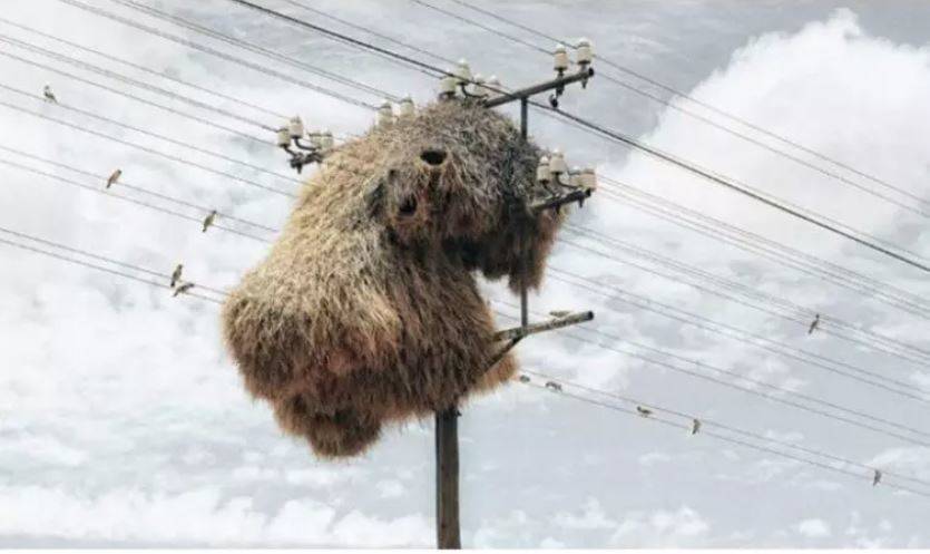 birds-nest-powerline birds-nest-powerline