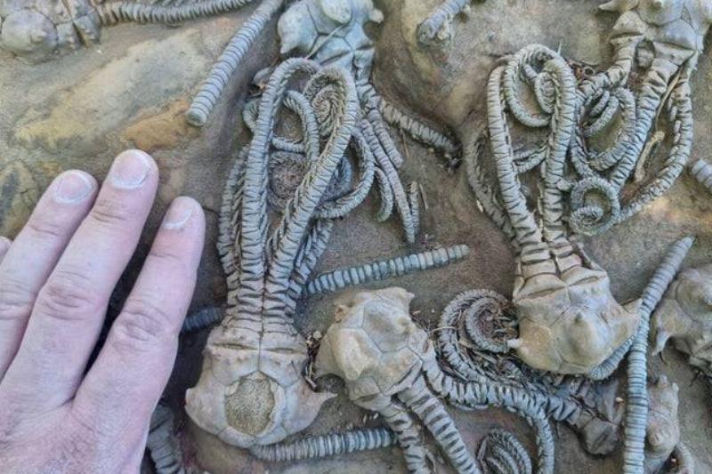 creepy fossils and a human hand for scale