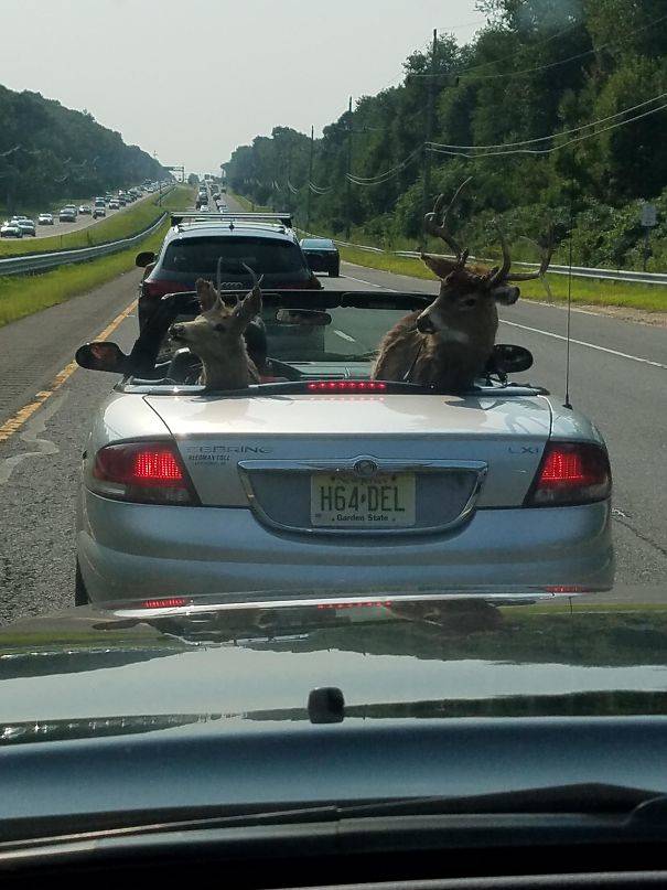 two bucks in the backseat of a convertible