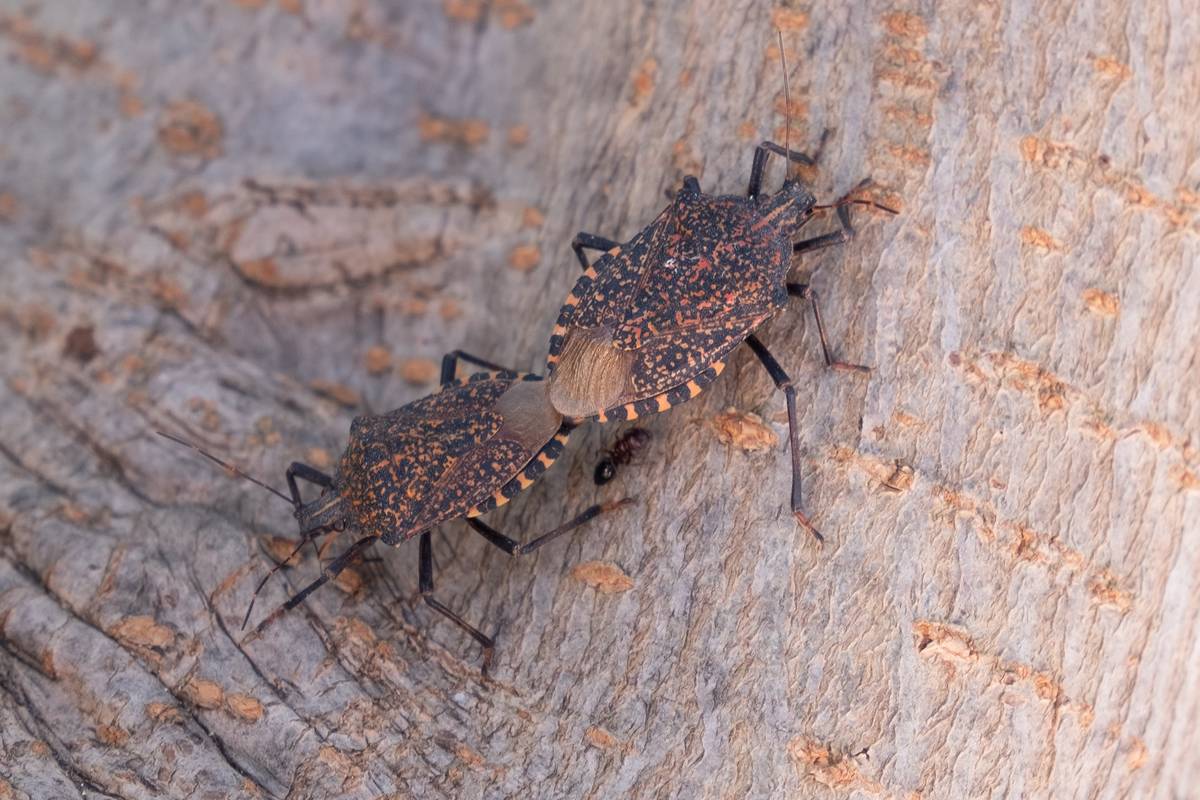 Halyomorpha Halys In Greece