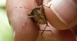 If You See This Bug, You Have A Problem – The Bug You Shouldn’t Ignore And What To Do When You See It