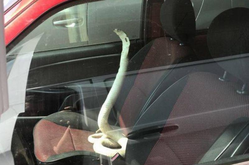 snake in the passenger seat of a parked car