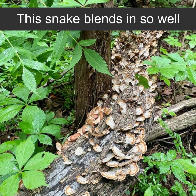 Snake blending in with the log.