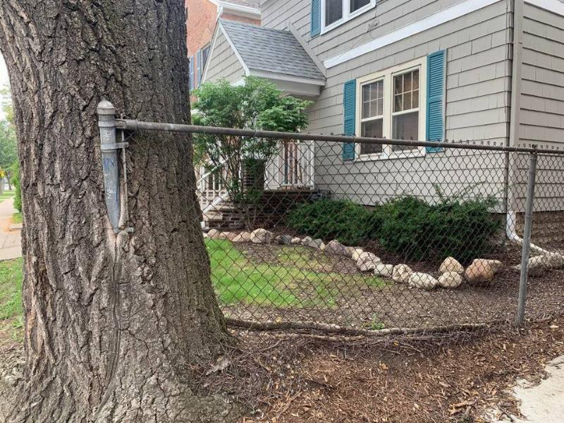 Fence post with a tree growing around it. 
