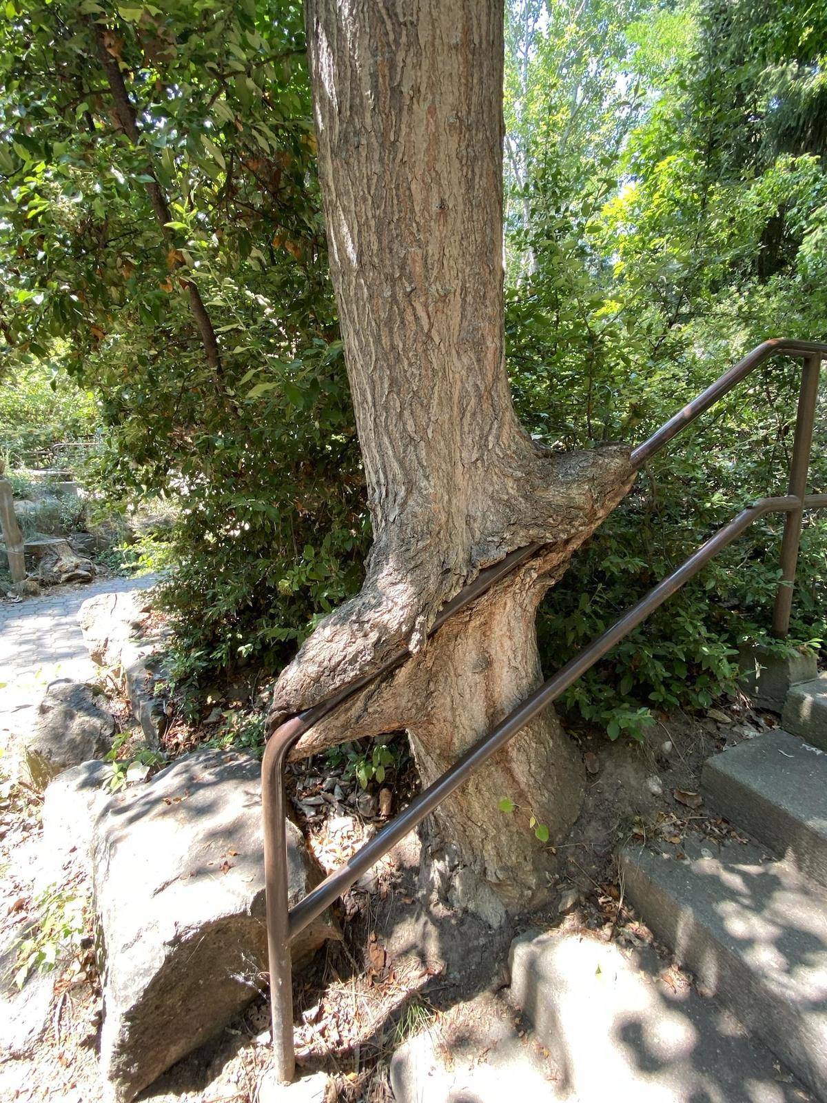 Handrail that has a tree growing around it. 