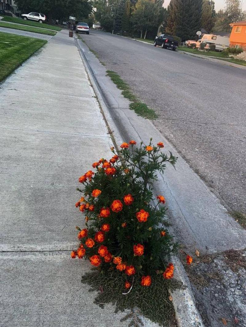 Flowers growing out of the sidewalk. 