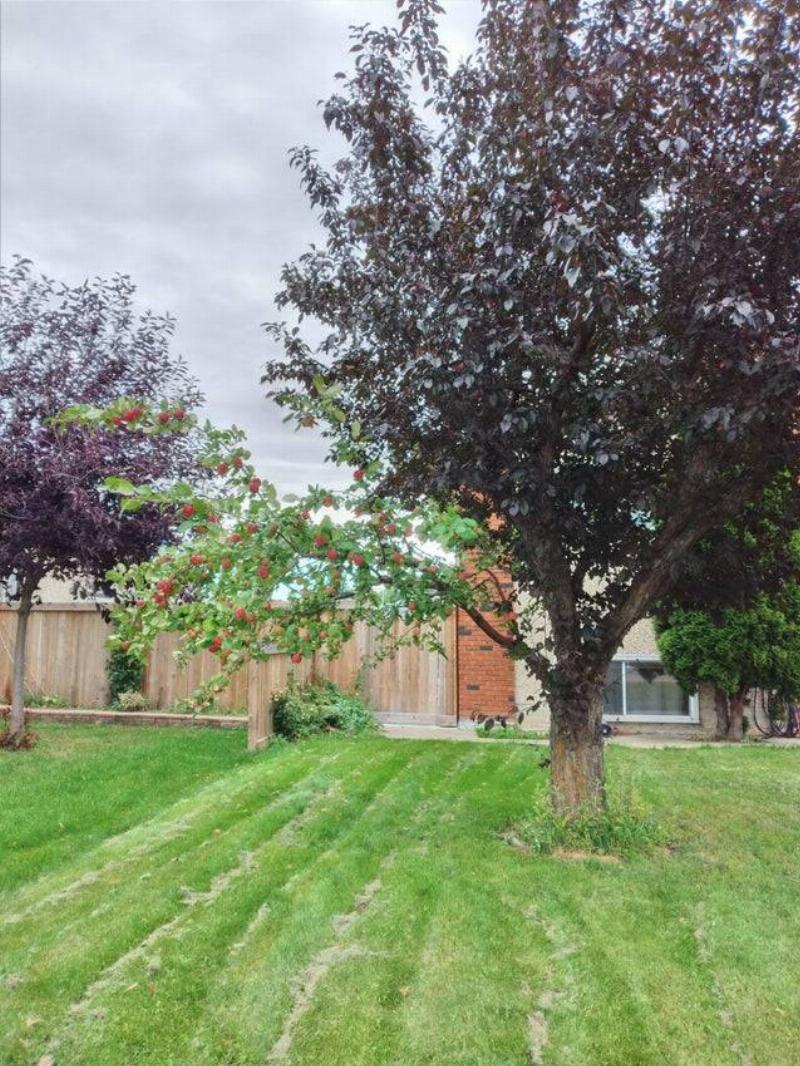 Tree with one branch of apples growing on it.