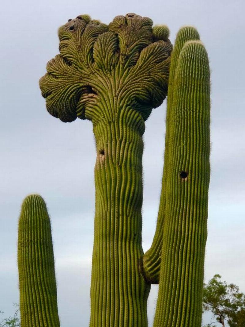 Cactus that looks like it has hair