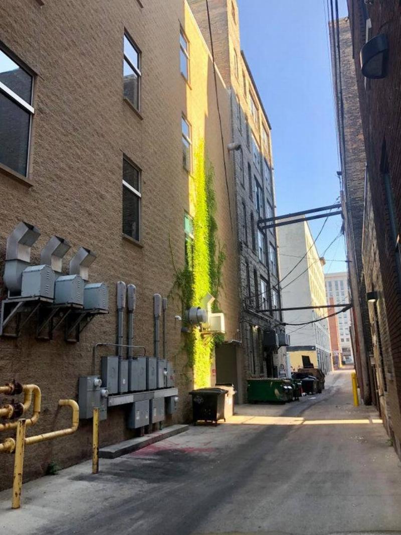 Ivy growing only where the sun shines. 