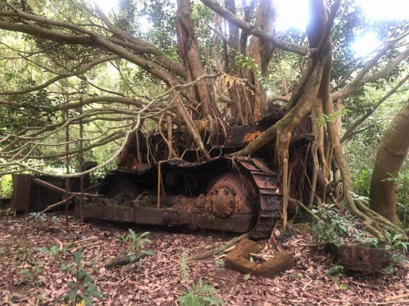 Old bulldozer with a tree growing around it. 