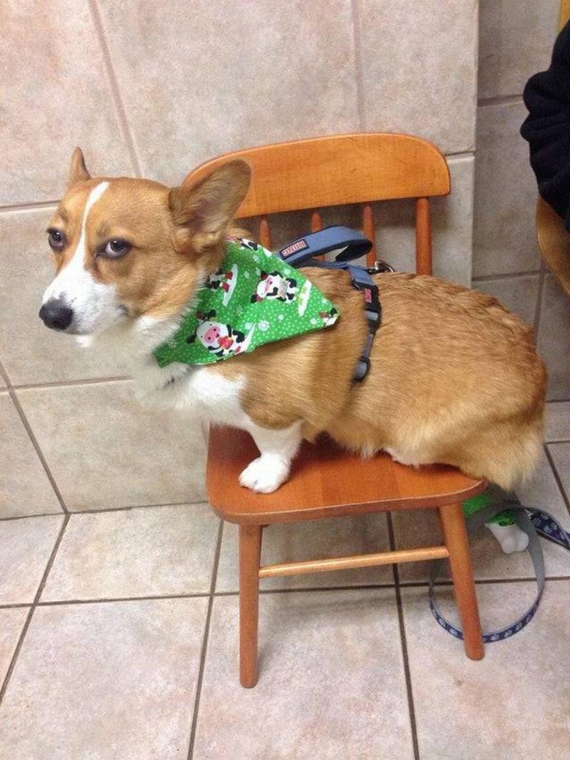 Corgi sits in a tiny chair and wears a cow Christmas-themed bandana around his neck; looks unimpressed at his owner.