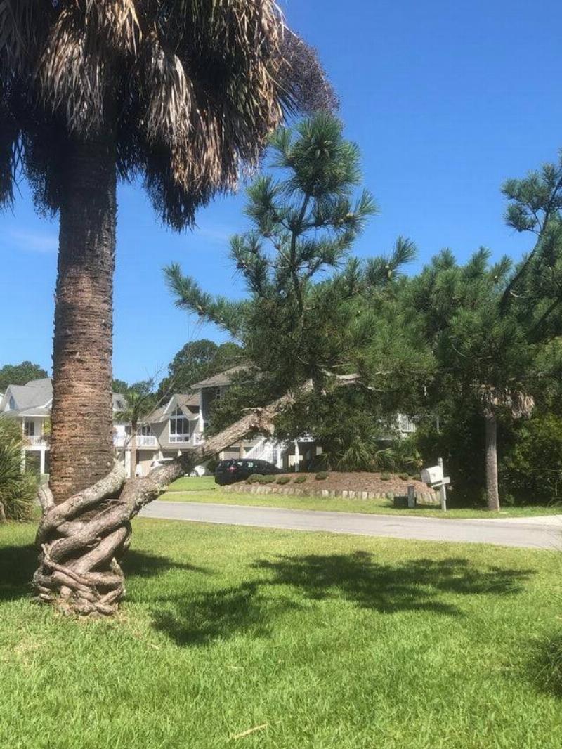 Pine tree growing around another tree.
