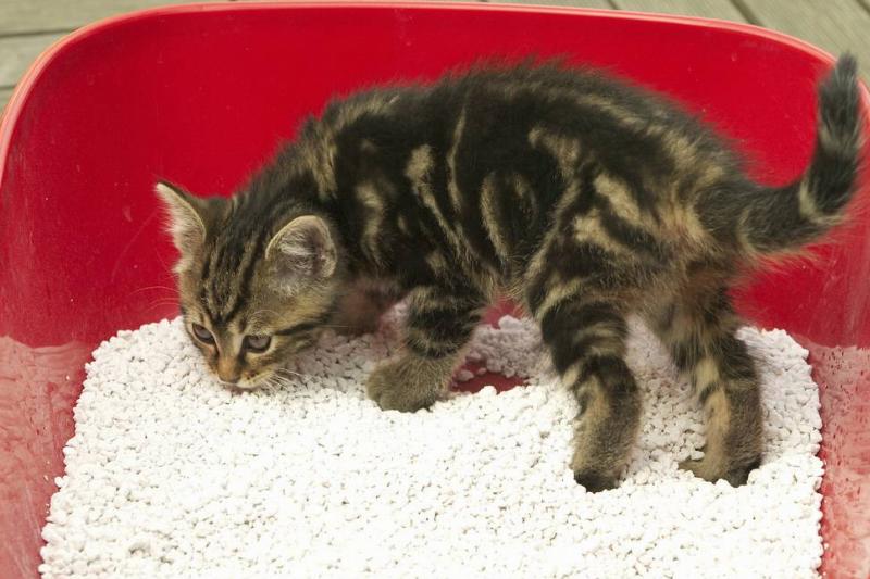 European cat, Felis catus European cat, Felis catus