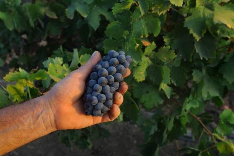 12 Renov Comidas Corazon 36 12 Renov Comidas Corazon 36