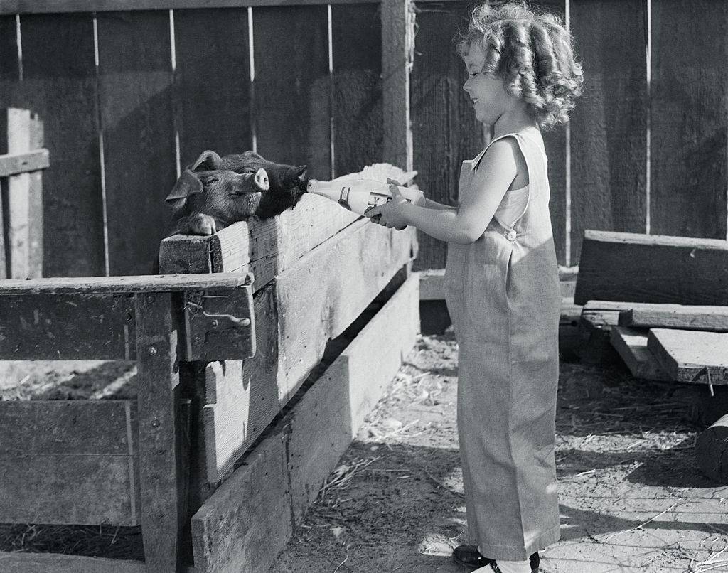 shirley temple feeding her pigs at home