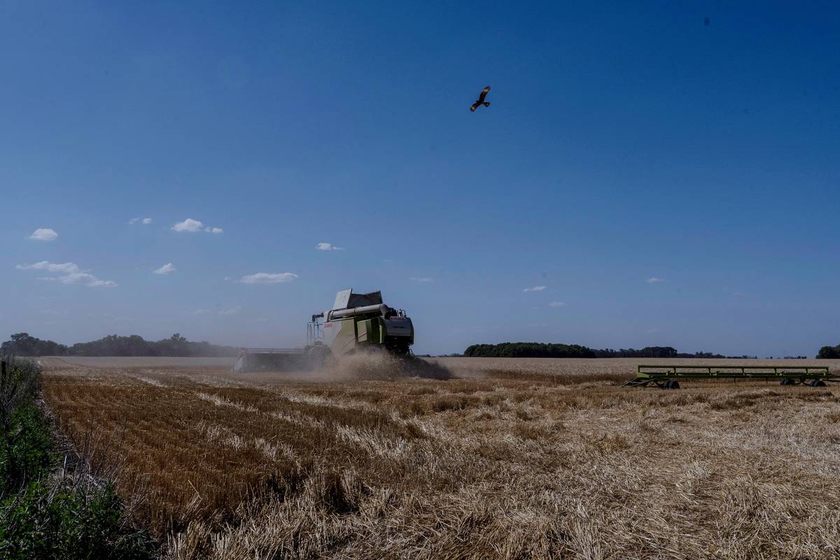 A harvester cuts wheat during a harvest in Bragado, Argentina, on Thursday, Dec. 2, 2021. 