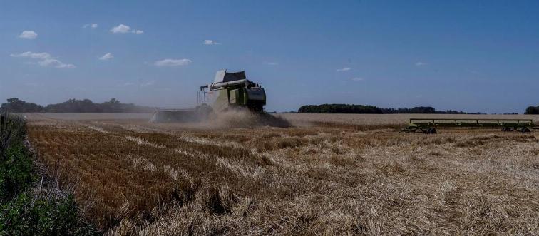 A harvester cuts wheat during a harvest in Bragado, Argentina, on Thursday, Dec. 2, 2021.