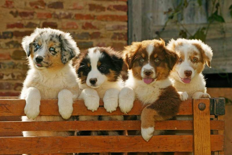 Australian shepherd dogs, Canis familiaris