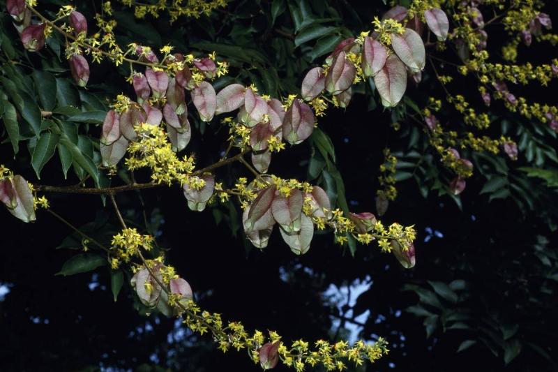 Chinese Flame Tree or Chinese Golden Rain Tree...