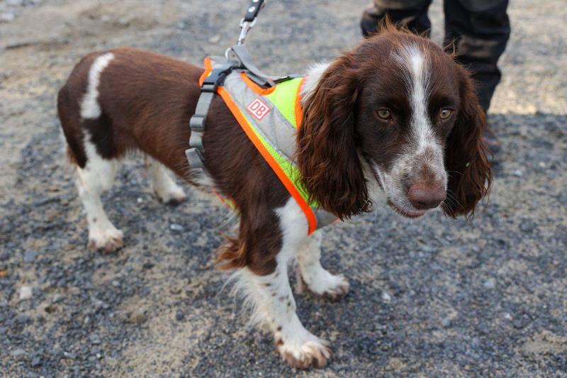 GERMANY-ANIMALS-ENVIRONMENT-TRANSPORT-RAIL-CONSTRUCTION-NATURE