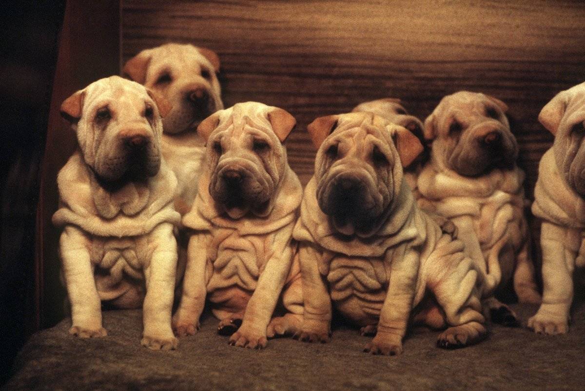 Hunde - Shar-Pei