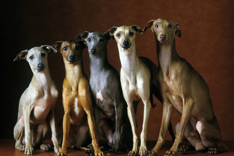 Italian greyhounds (Canis familiaris) five animals sitting in row studio setting