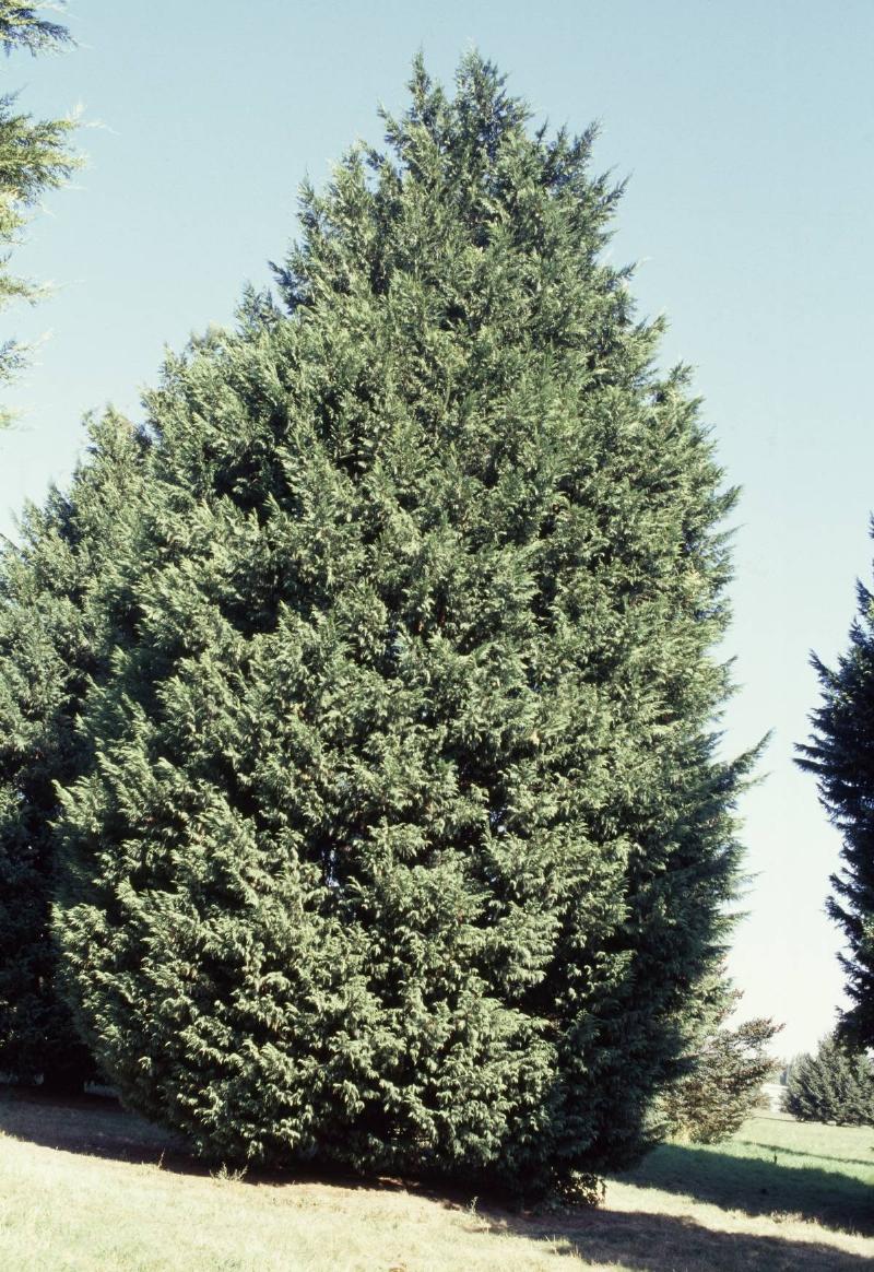 Leyland Cypress...