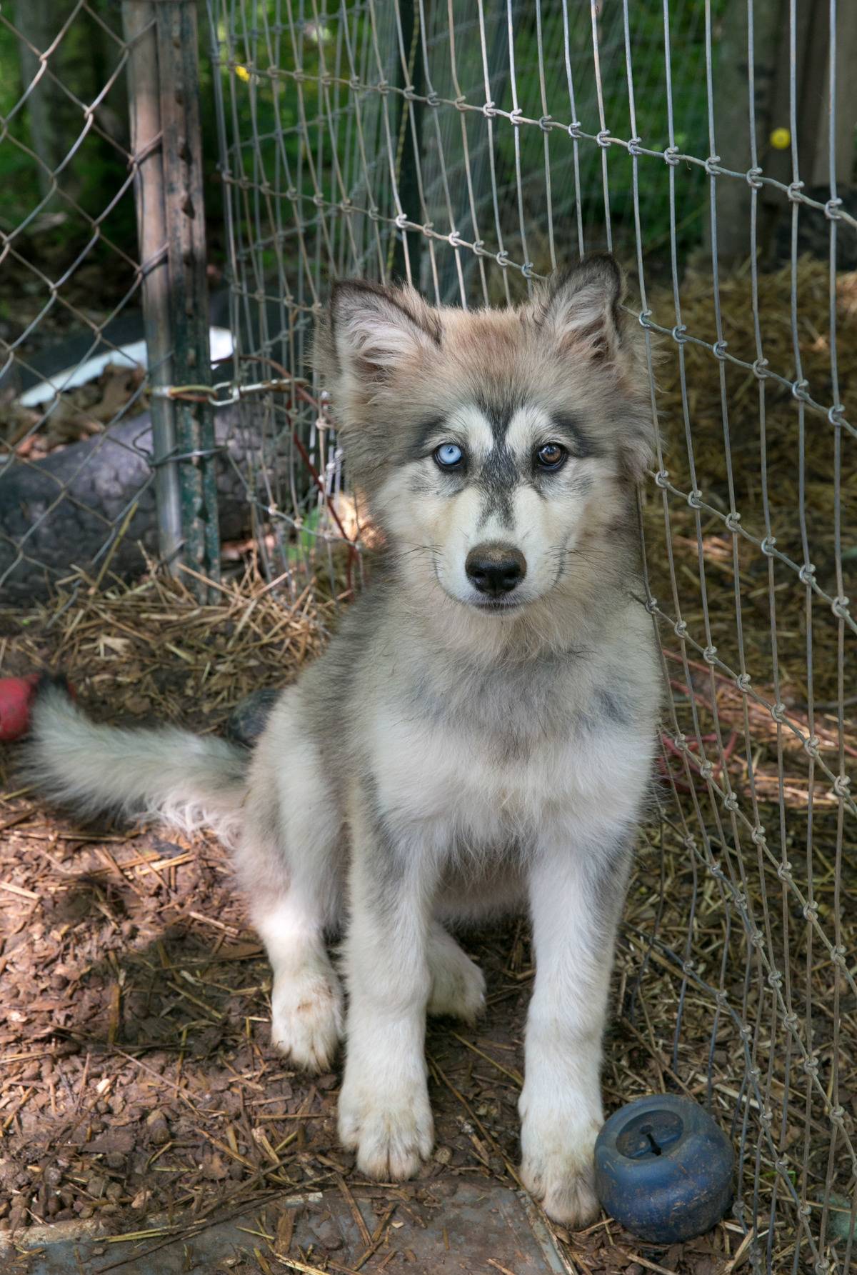 North Carolina Rescue Center Home To Exotic Wildlife