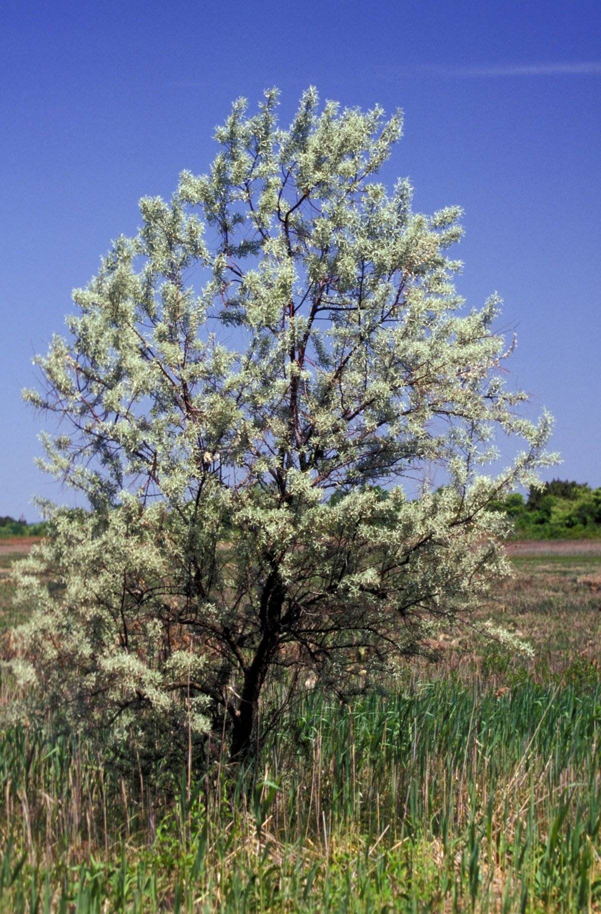 Russian Olive Tree, Jamaica Bay Wildlife Refuge, New York