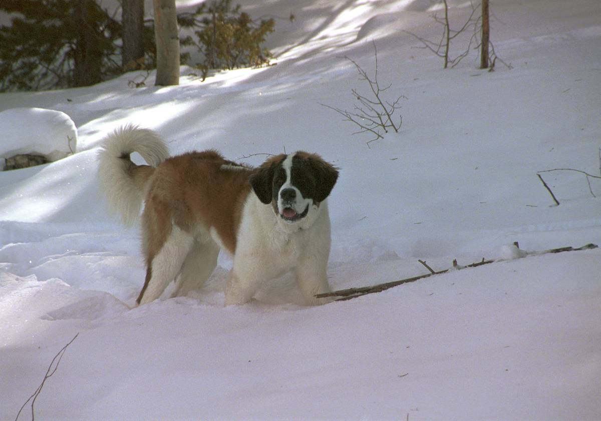 Saint Bernard Puppy.