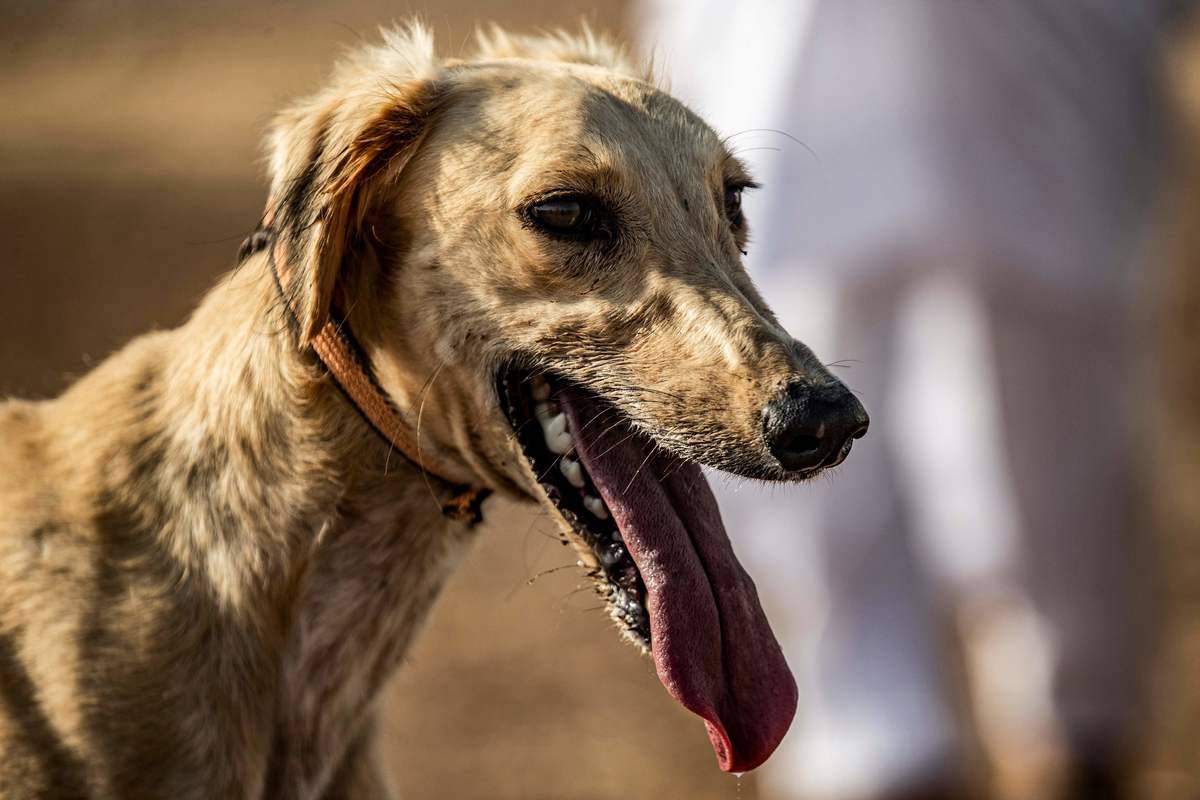 SYRIA-CONFLICT-KURDS-DOGS