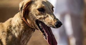 The Dog Breeds That Most People Should Avoid (These Pups Aren’t Suited For Brand New Pet Owners)