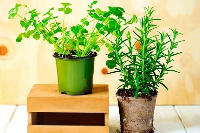 15 Renov Romero 27 15 Renov Romero 27