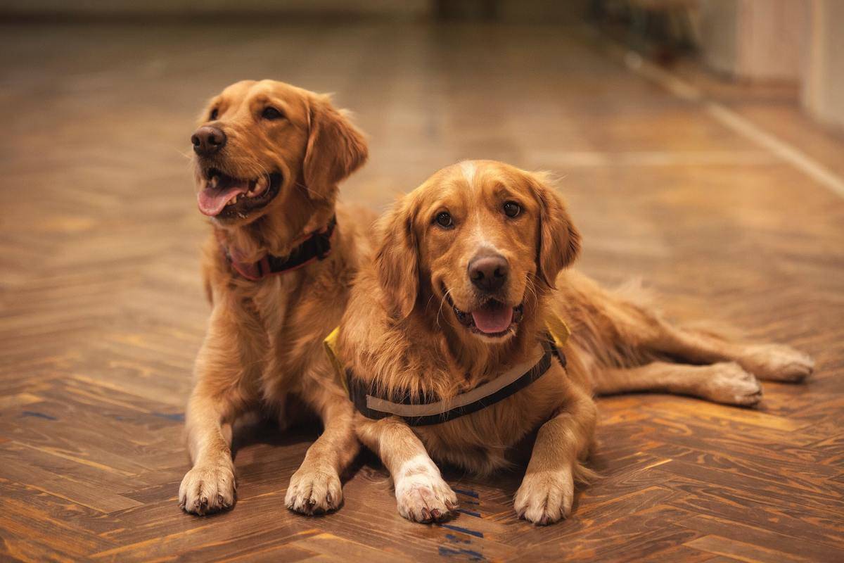 Two golden retriever dogs sitting on the floor