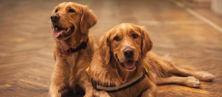 Two golden retriever dogs sitting on the floor