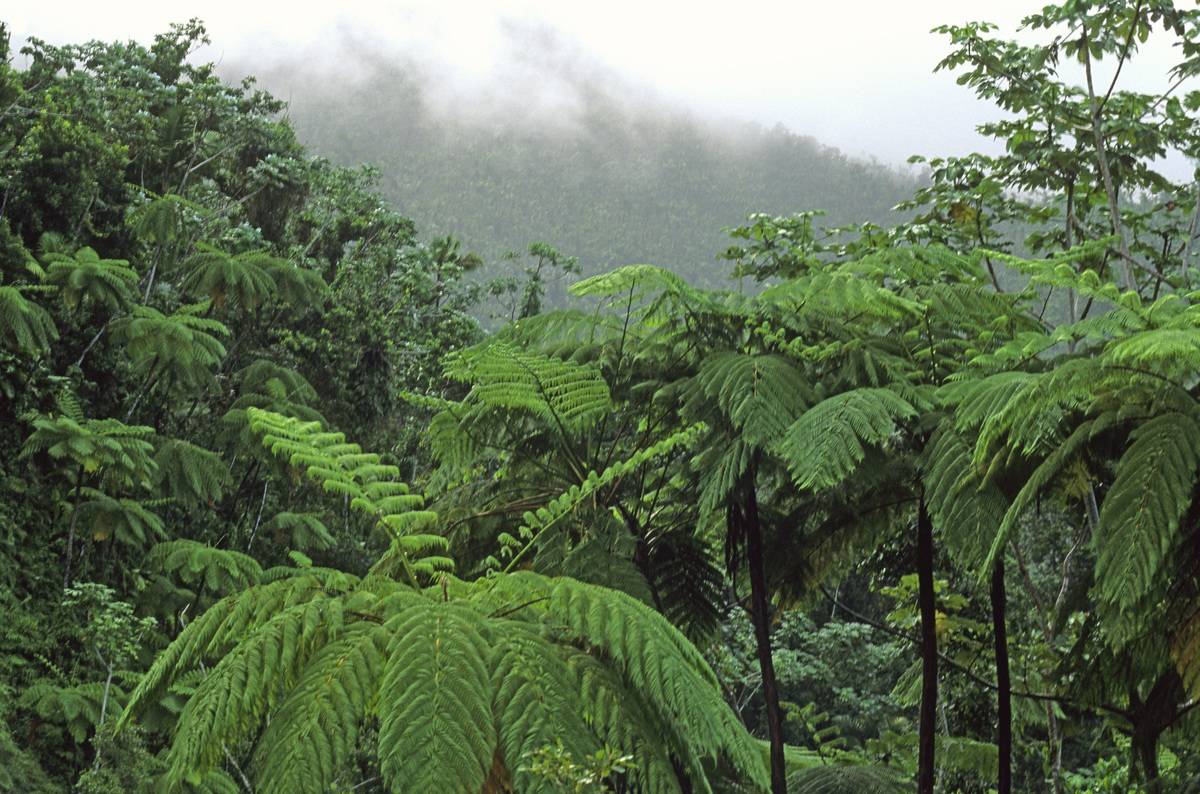 Subtropical Puerto Rican rainforest with tree-ferns at El Yunque Caribbean National Forest, Sierra de Luquillo, Puerto Rico, USA