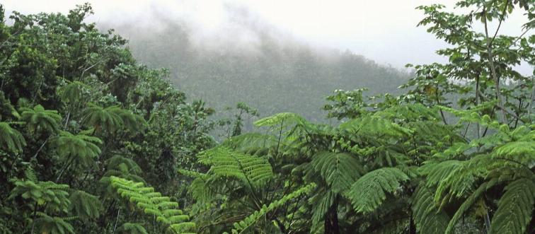 Subtropical Puerto Rican rainforest with tree-ferns at El Yunque Caribbean National Forest, Sierra de Luquillo, Puerto Rico, USA