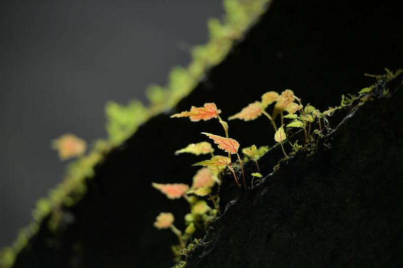 #CHINA-HUBEI-XUAN'EN-SINKHOLE (CN)