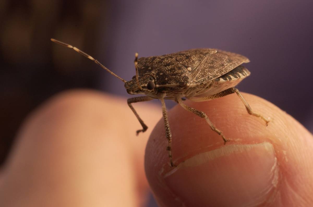 10/7/05 photo Ryan McFadden Stink bug Stinkbug in studio