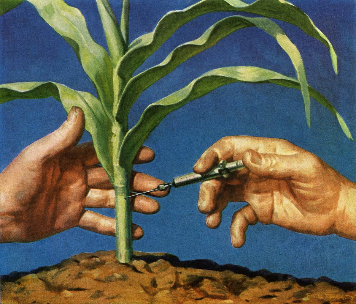 Vintage illustration of a scientist genetically modifying a stalk of American corn, 1952