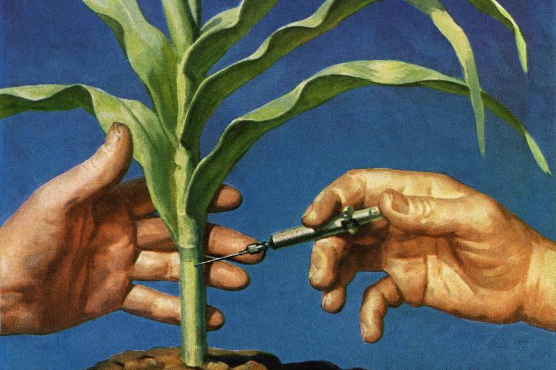 GettyImages-508435853 Vintage illustration of a scientist genetically modifying a stalk of American corn, 1952
