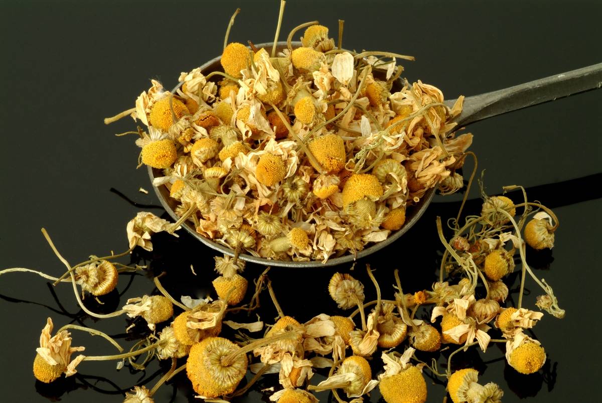 Medicinal Plant and Tea. Dried Blossoms Of Medicinal Plant. Matricaria Chamomilla