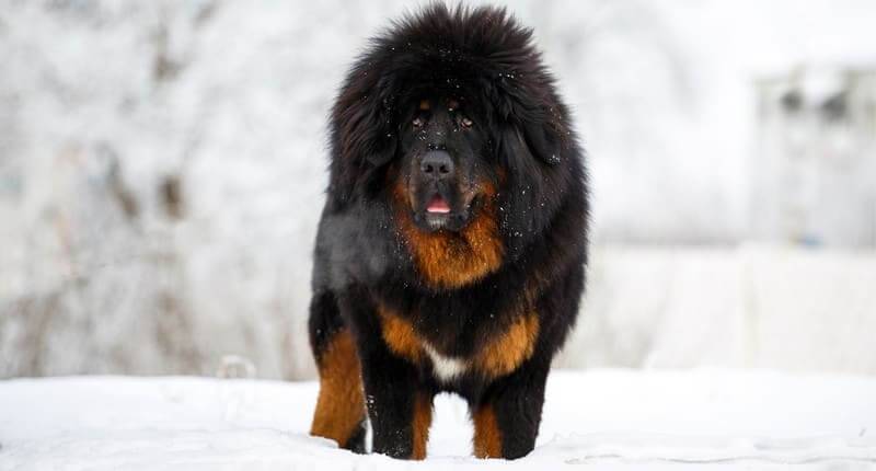 Tibetan Mastiff