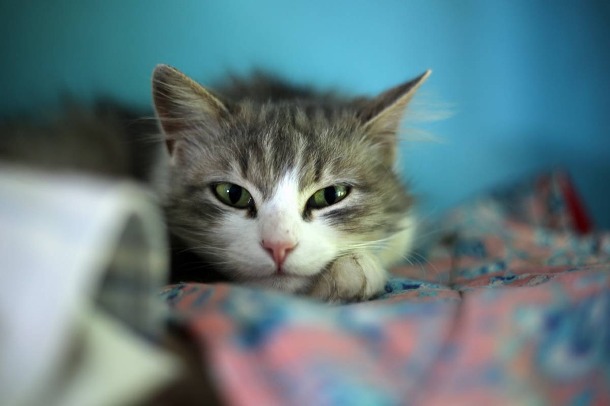 A cat is seen resting at Saint Michael Monastery in Odessa...